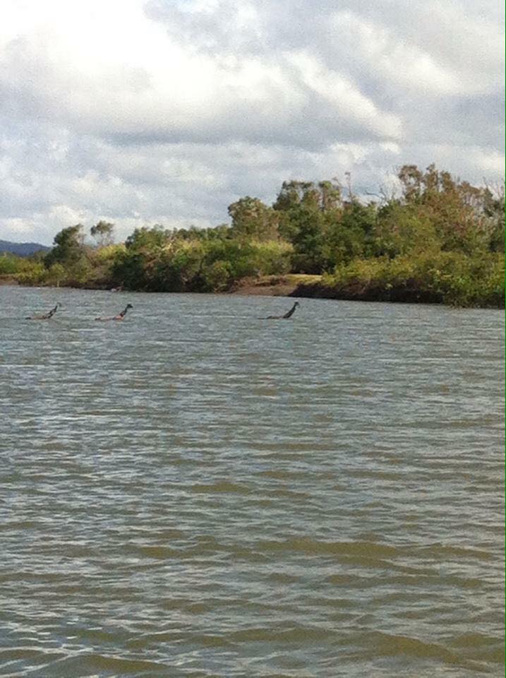 Australian Loch Ness monster