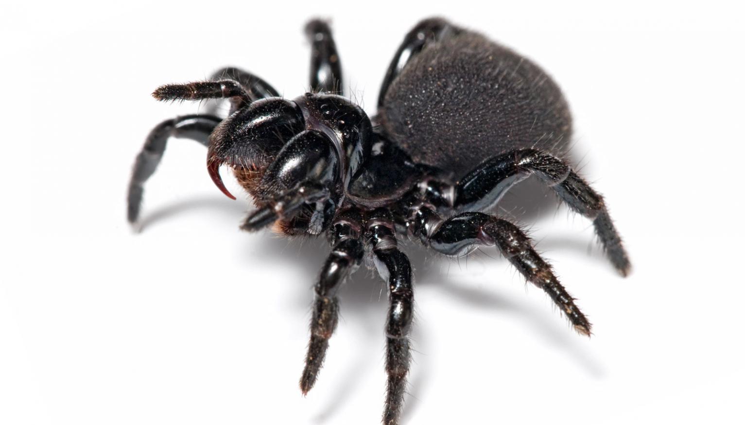 We swallow HOW MANY spiders in our sleep...? Star 104.5 FM Central