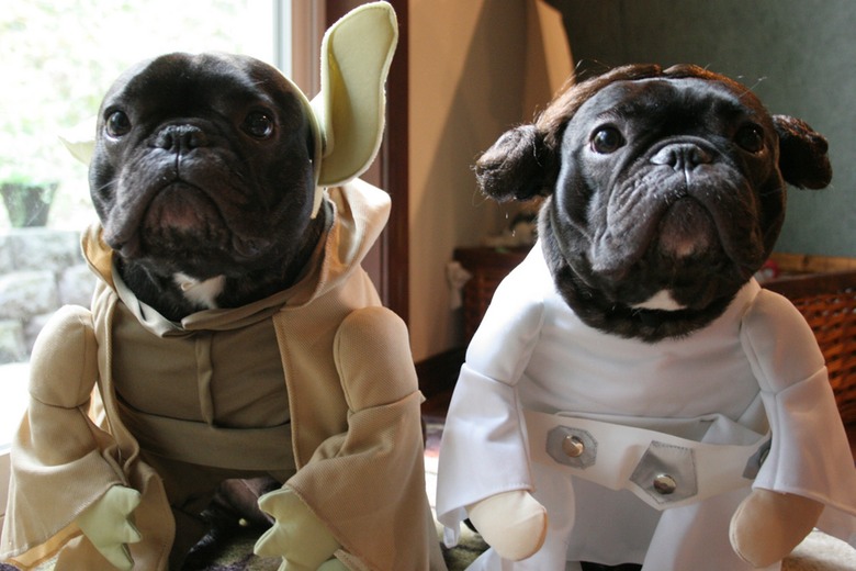 Image Result For French Bulldog Yoda Costume