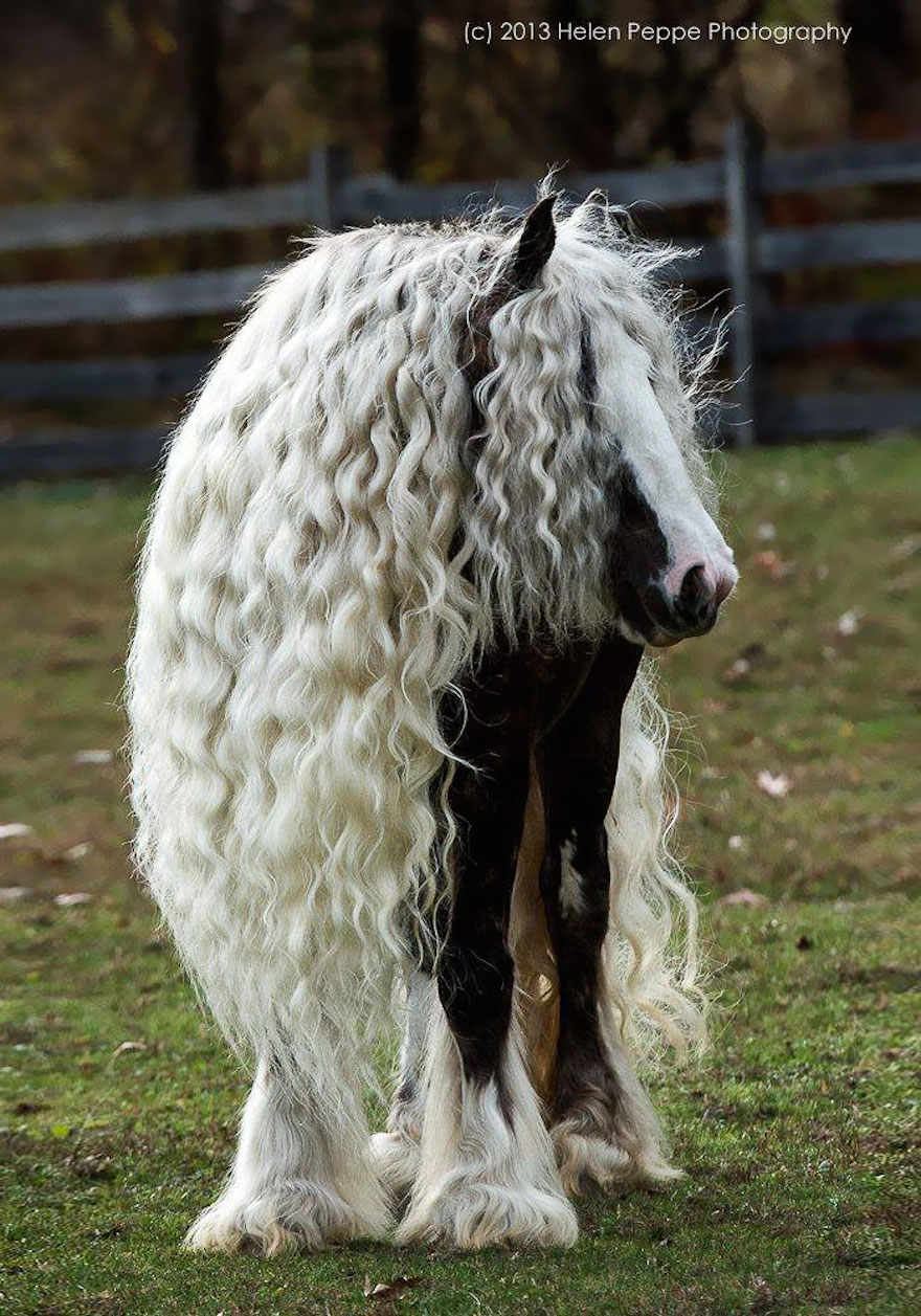 17 Animals With Ridiculously Good Hair Smooth