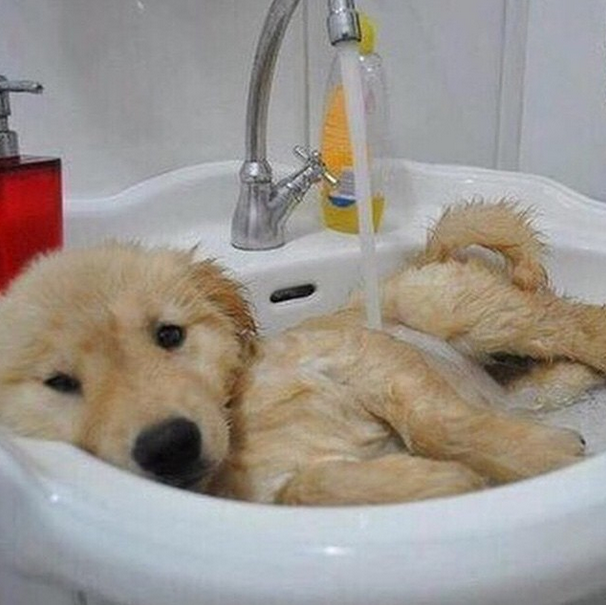 What Can U Give A Dog For Diarrhea And Vomiting What Can U Give A Dog For Diarrhea And Vomiting